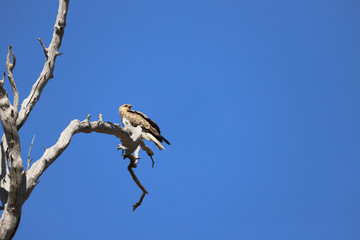 red tailed hawk