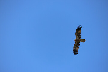 eagle in flight