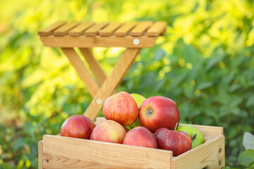 Wooden box with apples in garden on summer day, closeup