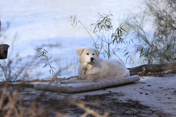 Fototapeta premium dog in snow