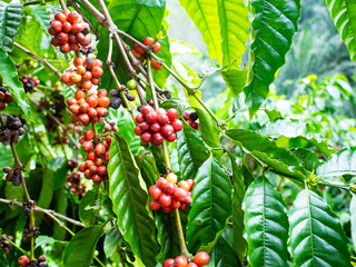 coffee cherry at coffee farm