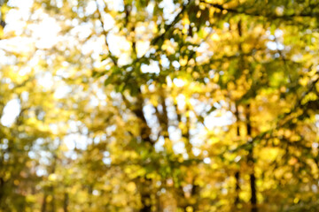 Blurred view of trees in beautiful autumn forest on sunny day