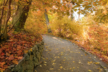 Beautiful road in autumn park