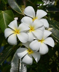 Obraz na płótnie Canvas Pretty white and yellow frangipani flowers in bloom