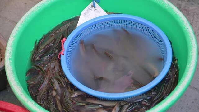 mudfish, the ingredients of Korean stamina traditional food