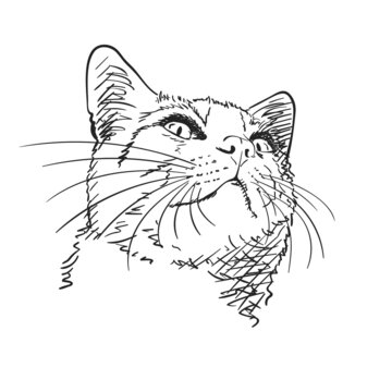 cat head vector sketch