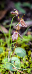Obraz premium flower in the forest
