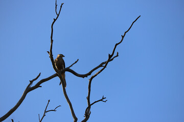 bird on tree