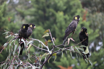 black and yellow macaw