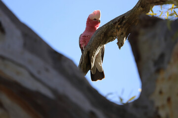 bird of prey