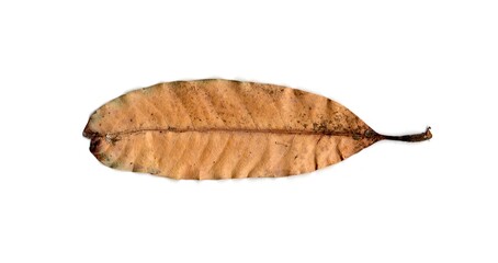 dry leaf isolated on white background