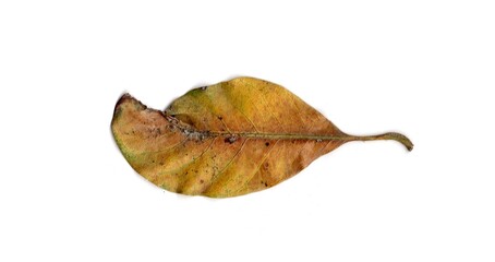 dry leaf isolated on white background