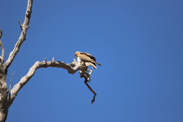 blue heron