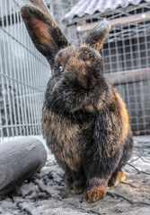 Portrait of a tricolor dwarf rabbit in an enclosure in winter