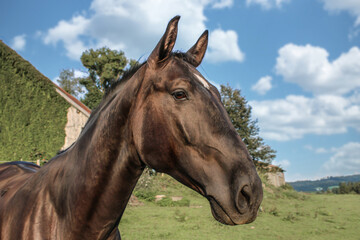 Portrait of a black nonius warmblood horse on a pasture in the summer outdoors