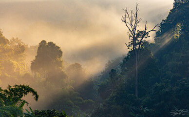 Mystical, dreamy and painterly morning landscape with fog and rays of sunlight in tropical forest, Chiang Dao, Chiang Mai, Thailand
