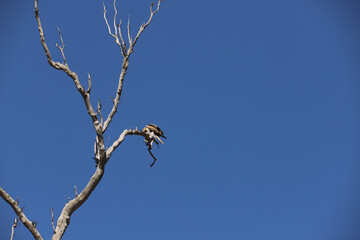 bird of prey