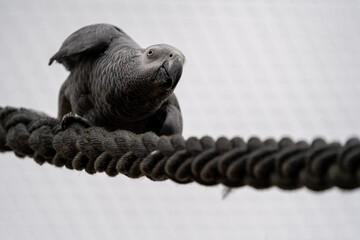 Gray parrot sitting on a branch