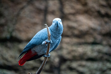Gray parrot sitting on a branch