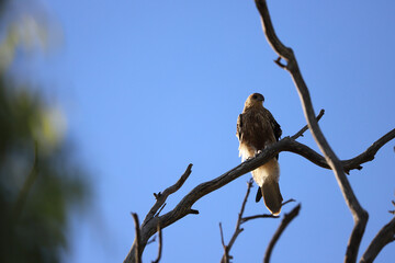 red tailed hawk