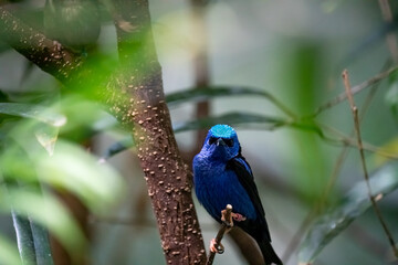 Bird in a tree in the Rainforest