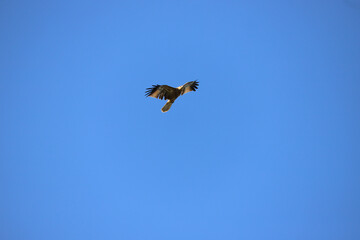 kite in flight