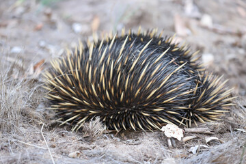 hedgehog in the snow