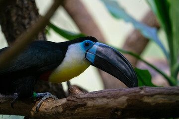 Bird in a tree in the Rainforest