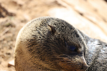 sea lion cub