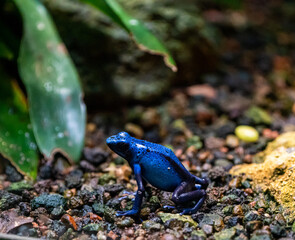 Blue Frog in the Rainforest