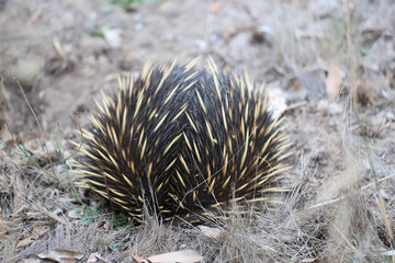 hedgehog in the grass