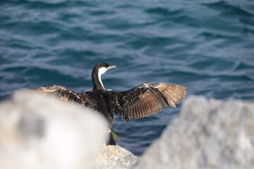 country goose branta canadensis