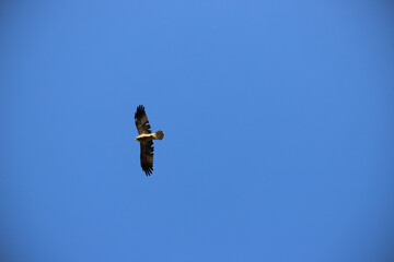 osprey in flight