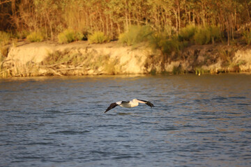 stork in the water