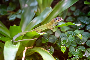 Green lizard gecko in the rainforest