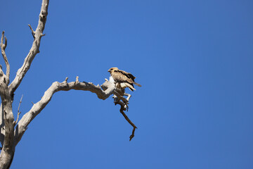 vulture on branch
