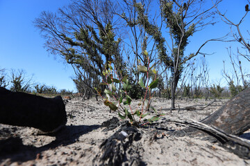dead tree in the desert