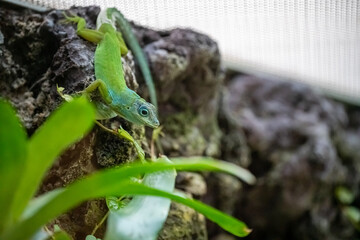 Green lizard gecko in the rainforest