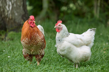 Red rooster and white chicken free range in garden