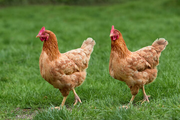 Two brown chickens free range in garden