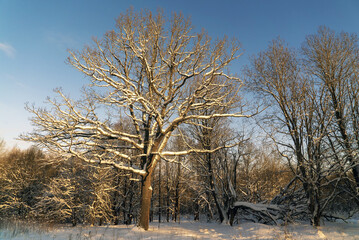 A tall bare oak tree in a sunny winter park.