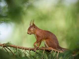 Squirrel with eyes closed on a tree