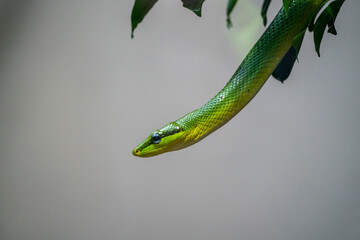 Green snake hanging out of a tree