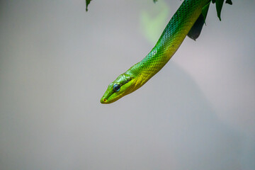 Green snake hanging out of a tree