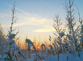 The sun at sunset through the snowy branches of the trees .