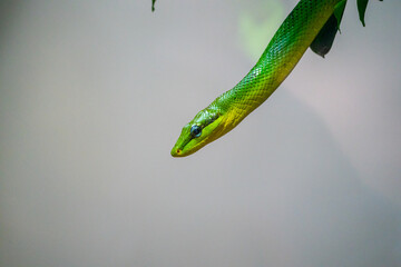 Green snake hanging out of a tree