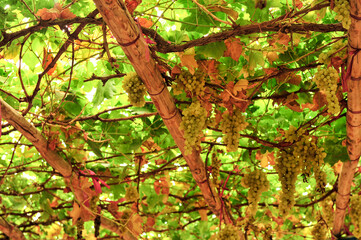 The vine is overgrown with fresh grapes