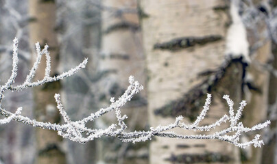 A birch branch covered with frost and snow in a snow - covered forest .
