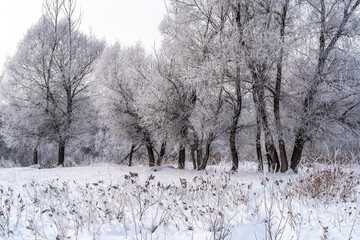Winter snowy landscape with trees covered with frost and snow