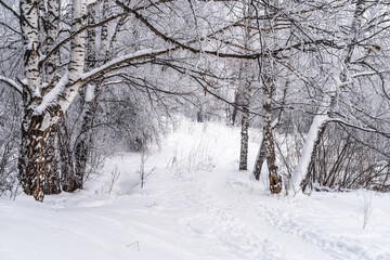 Winter snowy landscape with trees covered with frost and snow